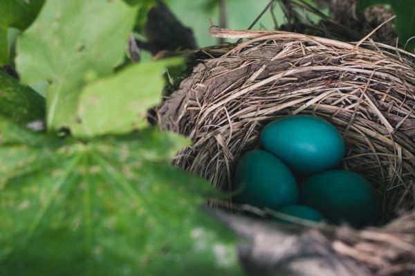nest,eggs,true thrush