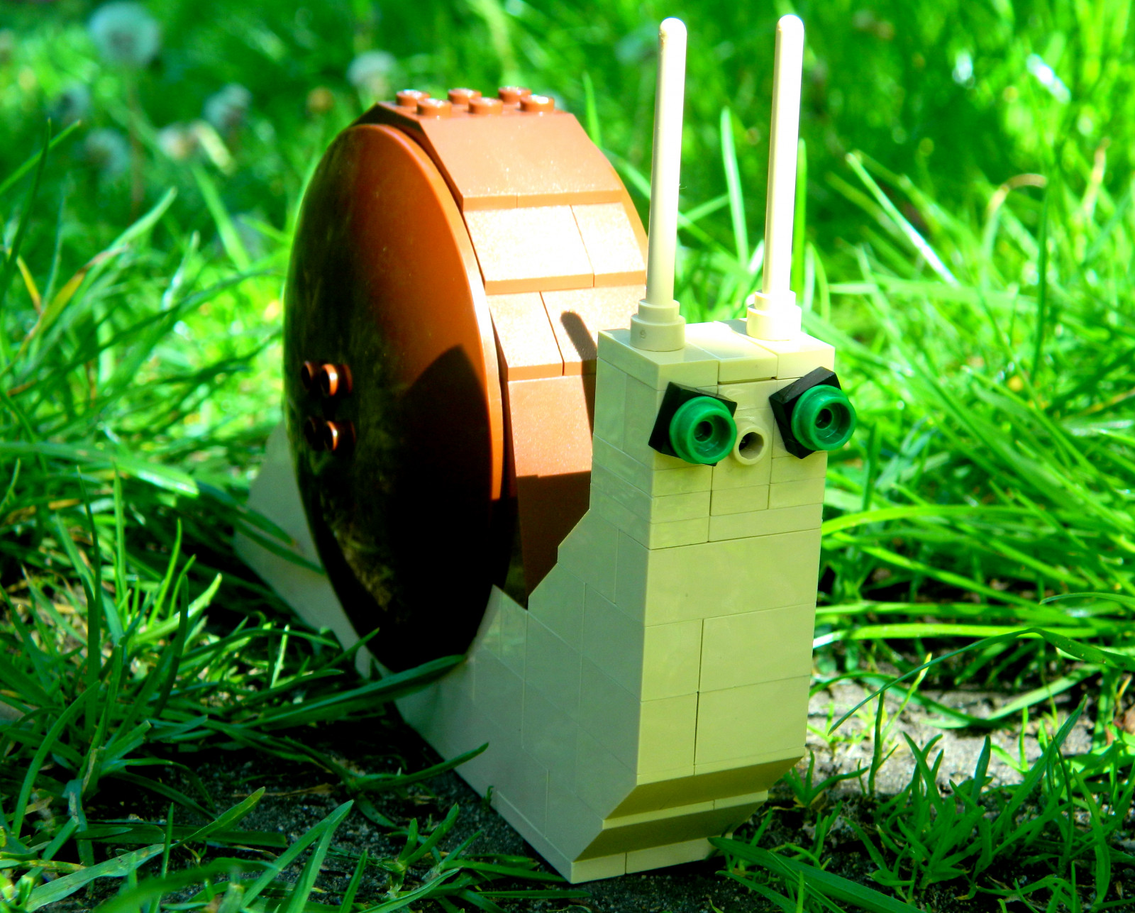 zelená, tráva, rostlina, trávník, tráva rodina, strom