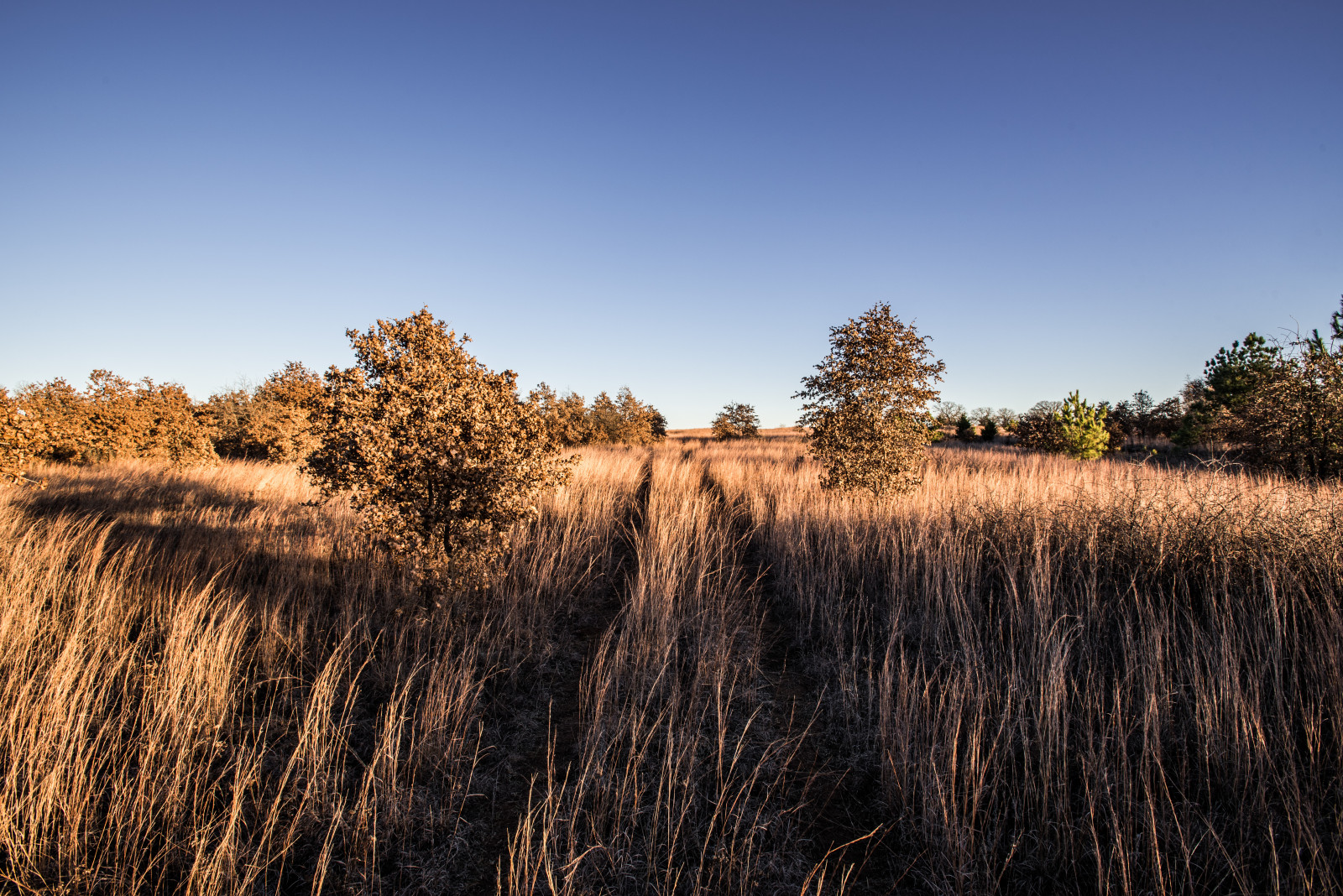 Příroda, Texas, Vyhnout se, westtexas, lbjgrasslands, nikond750