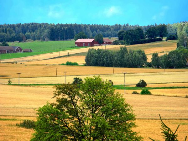 landscape, forest, nature, hill, building, grass