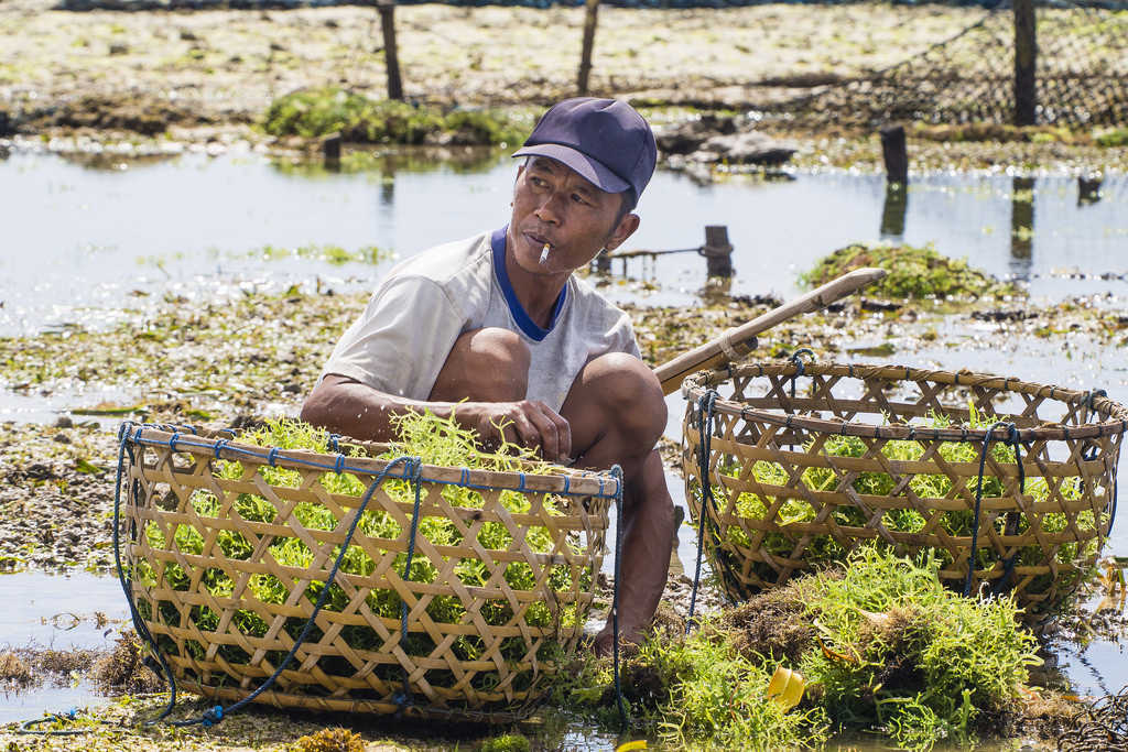 hav, have, Asien, 2015, forår, Bali, Indonesien, Olympus, landbrug, mer, asie, olympusem5, Indon sie, fremstille, geolis06, Nusa Lembongan, olympusm1240mmf28, balibeach, nusalembonganbeach, plagebali, Jungutbatu, jungutbatubeach, jungutbatuplagefishermenofseaweeds, p cheursdalgues