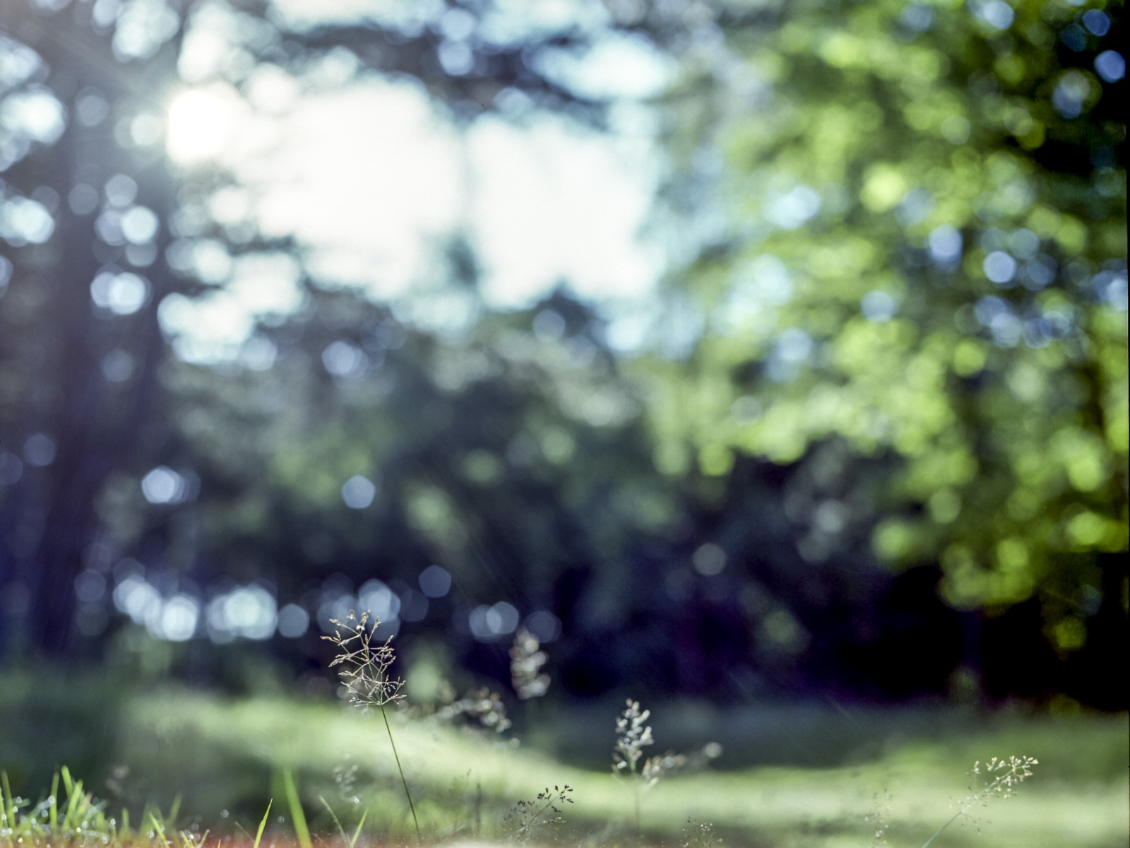 slunečnímu záření, les, Příroda, tráva, rostliny, větev, zelená, ráno, bokeh, Fujifilm, světlo, strom, hloubka pole, podzim, list, květ, rostlina, venkovní, flóra, analogový, Zeiss, film, louka, filmphotography, filmisnotdead, 120, HASSELBLAD, 80mm, trávník, zálesí, místo výskytu, dřevina, analogphotography, mediumformat, 120film, mediumformatfilm, hasselblad500cm, 500cm, zeissplanar, fujipro160ns, oranjezon