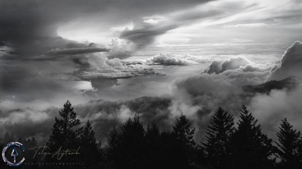 mountains,nature,landscape,trees,plants,monochrome