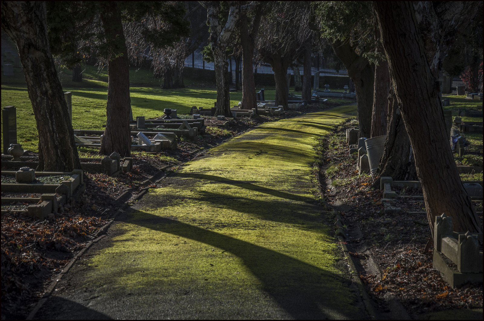 slunečnímu záření, stromy, krajina, les, zahrada, Příroda, tráva, park, zelená, ráno, cesta, zadní dvorek, 2012, strom, podzim, stíny, list, květ, yard, rostlina, sezóna, prosinec, hřbitov, nikond90, Snímek obrazovky, trávník, zálesí, mechový, venkov, místo výskytu, dřevina, photographybyjeremyfennell, náhrobky, Easton, greenbankcemetery