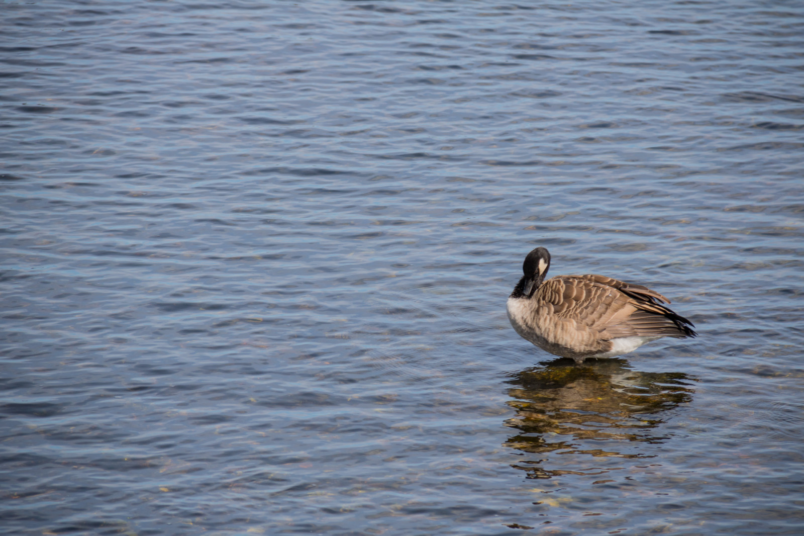 mare, acqua, riflessione, natura, anatra, Oca, uccello, vatten, HAV, f gel, Sterlen, modello canoneos760d exif, geocountry, Marca fotocamera Canon, Geocity, modello di fotocamera canoneos760d, geostate, geolocalizzazione, Lente exif efs18200mmf3556is, exif focalLength 200 millimetri, exif fare canon, exif ISOSPEED 100, apertura exif 71, Simrishamn, ala, fauna, Uccelli acquatici, vertebrato, acqua uccello, anatre, oche e cigni, mergini
