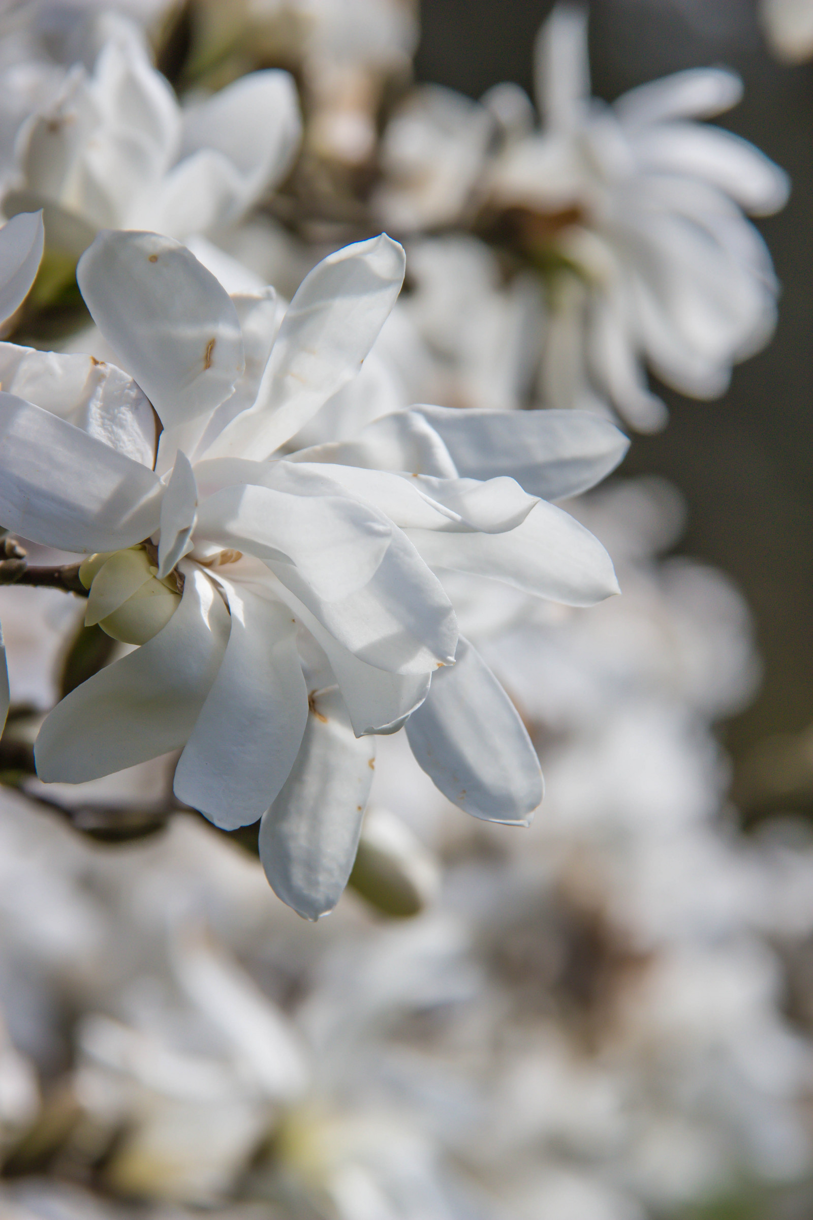 bílý, zahrada, Příroda, park, větev, květ, jaro, magnólie, Jasmín, list, květ, rostlina, flóra, Blomma, v r, jaro, Alnarp, okvětní lístek, alnarpsparken, divoká rostlina, botanika, suchozemská rostlina, kvetoucí rostlina, zblízka, makro fotografie