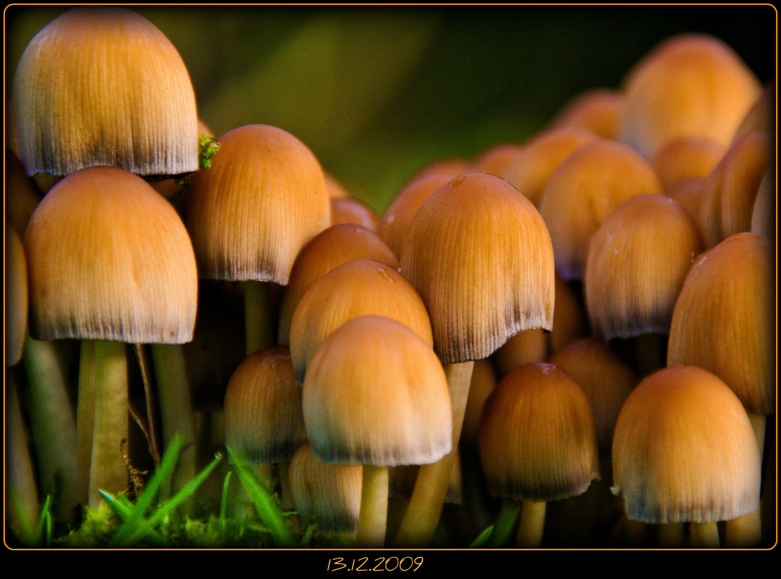 Příroda, tráva, makro, houba, ráno, Německo, kouzlo, jaro, houba, UMĚNÍ, elitegalleryaoi, tvořivý, naturesfinest, theunforgettablepictures, bestcapturesaoi, blinksuperstars, platinumphoto, artofimages, colorphotoaward, Oberberg, platinumsuperstar, bestofmywinners, vosplusbellesphotos, topseven, počítač tapeta, zblízka, makro fotografie, závod stonek, léčivý houba, penny bun, jedlá houba, Agaricaceae, agaricus