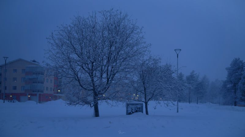 sneh,stromy