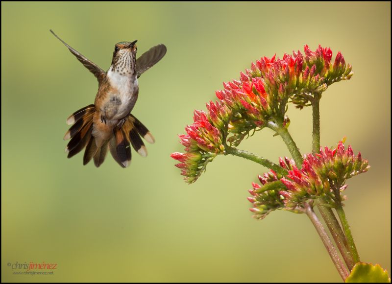 pták, kolibřík, fauna, flóra, opylovači, zobák pták, kolibřík, fauna, flóra, opylovači, zobák