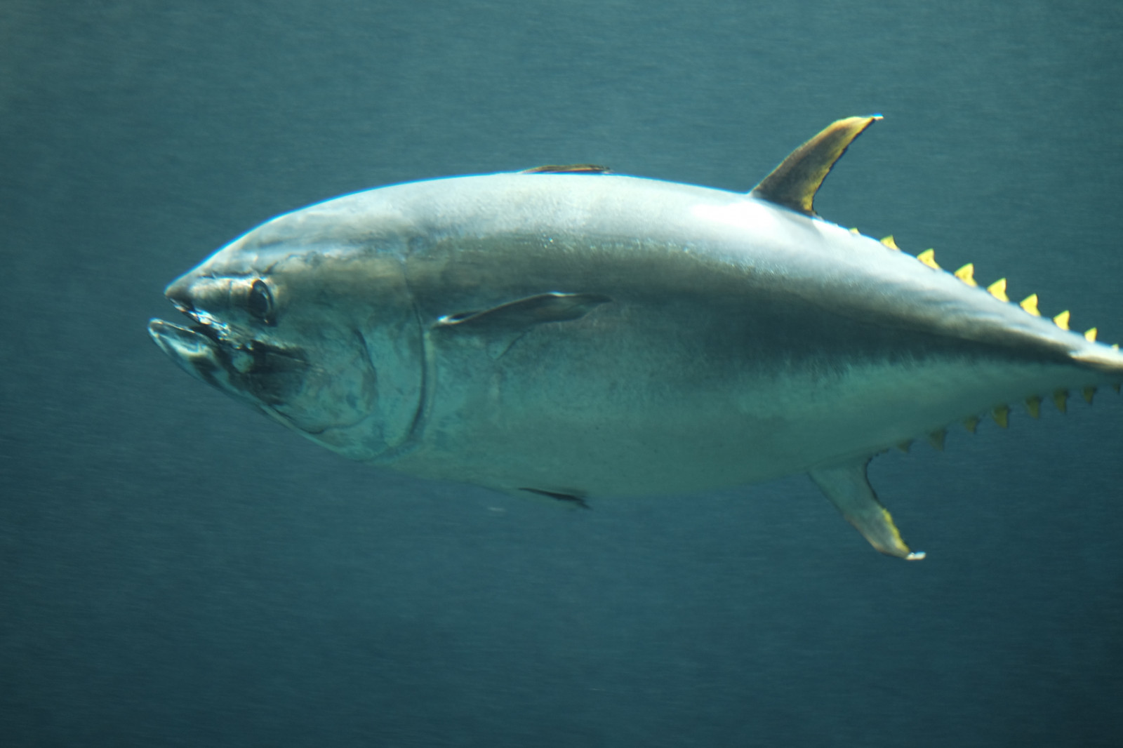 žralok, Ryba, Tokio, Fujifilm, Velký bílý žralok, biologie, Fujinon, x, xf56mmf12r, xf56mm, XT1, Kasai, kasairinkaipark, tokyosealifepark, obratlovců, mořská biologie, hlubinné ryby, Lamniformes, requiem žralok, žralok tygří, Carcharhiniformes, japonské amberjack, kanic
