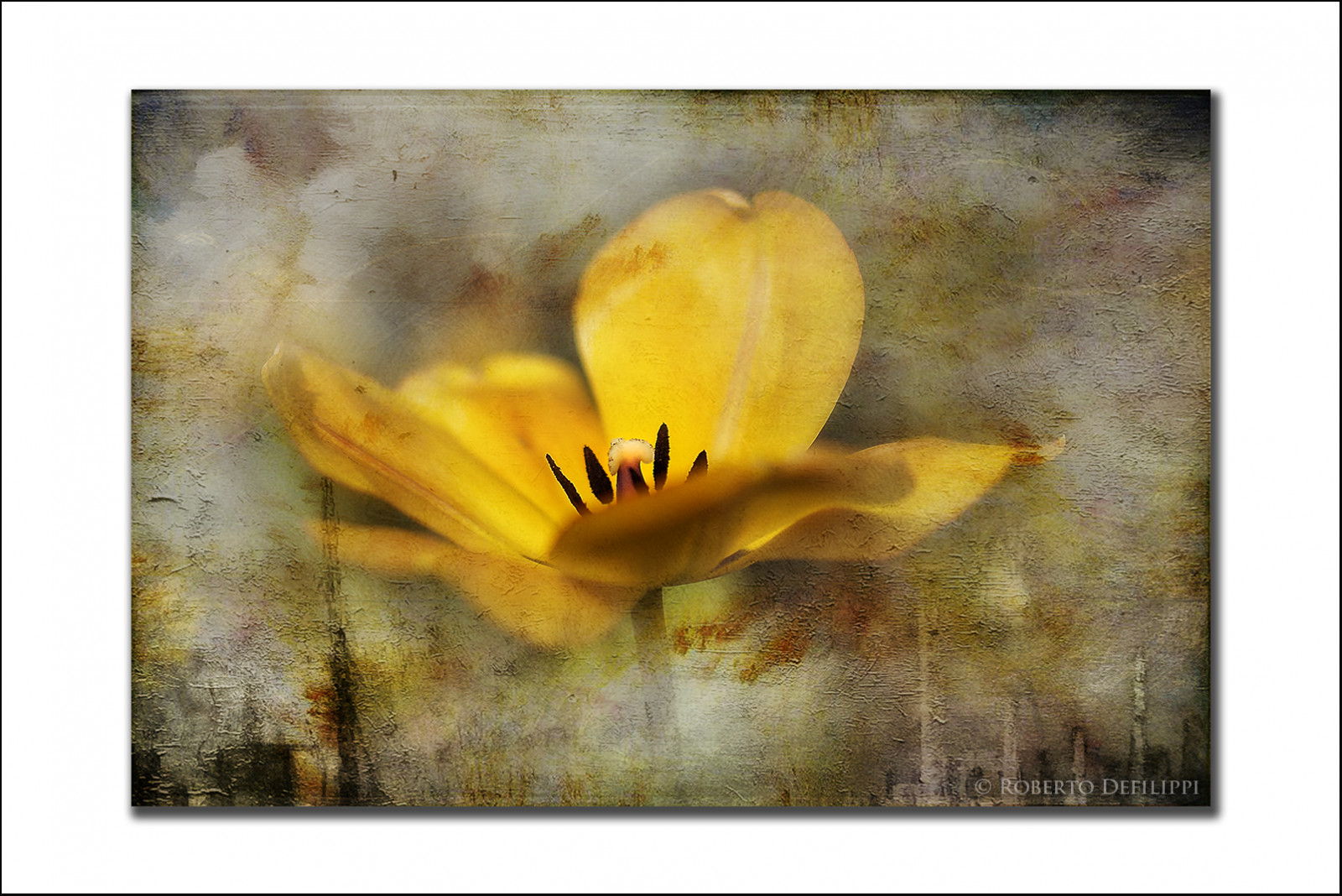 malování, žlutý, HDR, textura, 2013, rodeos, květ, rostlina, mák, flóra, okvětní lístek, fiore, photographyforrecreation, rememberthatmomentlevel2, nikond300, niksoftware, piemonte, photoshopcs6, photomatixpro42, robertodefilippi, suchozemská rostlina, kvetoucí rostlina, moderní umění, akvarel barvy, messertulipano, Pralormo, sirtulip