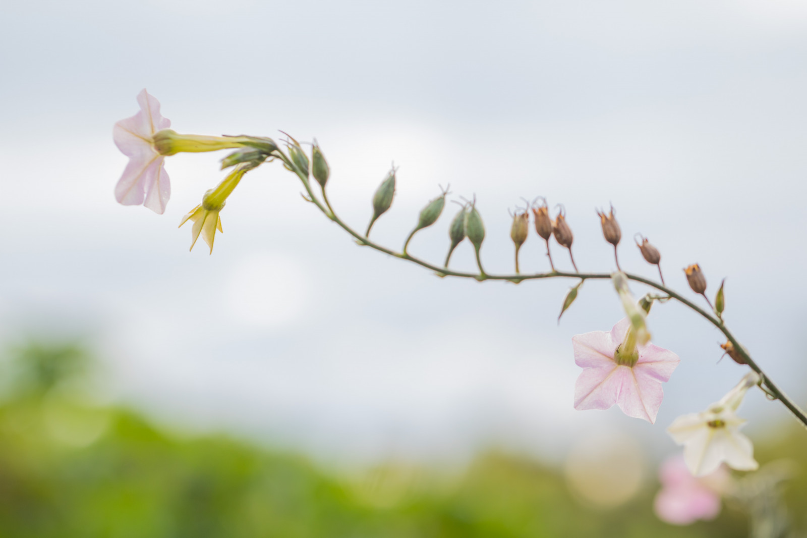 slunečnímu záření, zahrada, Příroda, tráva, park, fotografování, větev, zelená, žlutý, květ, jaro, strom, podzim, list, květ, rostlina, sezóna, flóra, pupen, Blomma, h st, exif modelu canoneos760d, geocountry, Kamera aby kánon, geocity, Model fotoaparátu canoneos760d, geostate, geolocation, exif aby kánon, EXIF isospeed 100, EXIF otvor 40, exif focallength 100mm, EXIF ef100mmf28lmacroisusm čočka, Alnarp, okvětní lístek, divoká rostlina, botanika, suchozemská rostlina, kvetoucí rostlina, zblízka, keř, makro fotografie, závod stonek