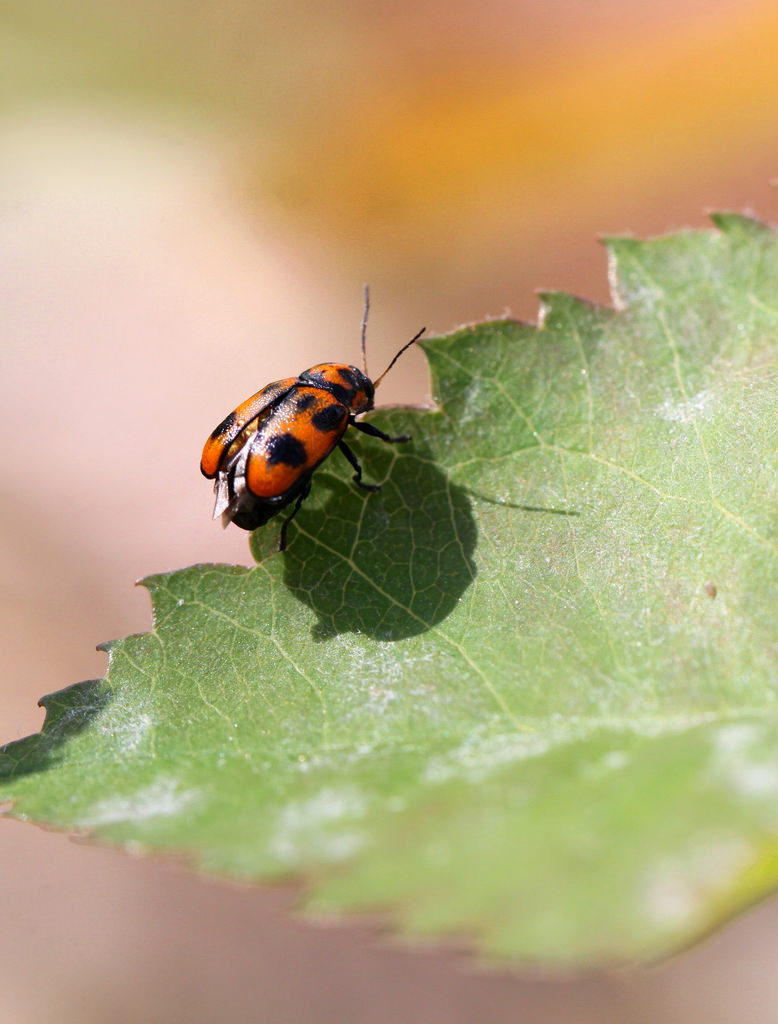 Wallpaper : animals, nature, insect, green, Canon, bokeh, bug, beetles ...