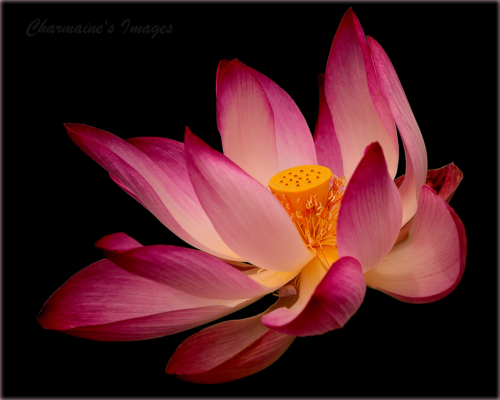 růžový, Thajsko, Lotus, květ, rostlina, lilie, flóra, leknín, pinkflower, okvětní lístek, Přírodní krásy, suchozemská rostlina, kvetoucí rostlina, makro fotografie, vodních rostlin, posvátný lotos, lotus rodina, nymphaea, pinklotus, Korat, Proteales, nELUMBO, lotosový květ, indianlotus, sacredlotus, nelumbonucifera, beanofindia, flowersinthewild, wildbeauty, Nakhonratchasima, nelumbiumspeciosum