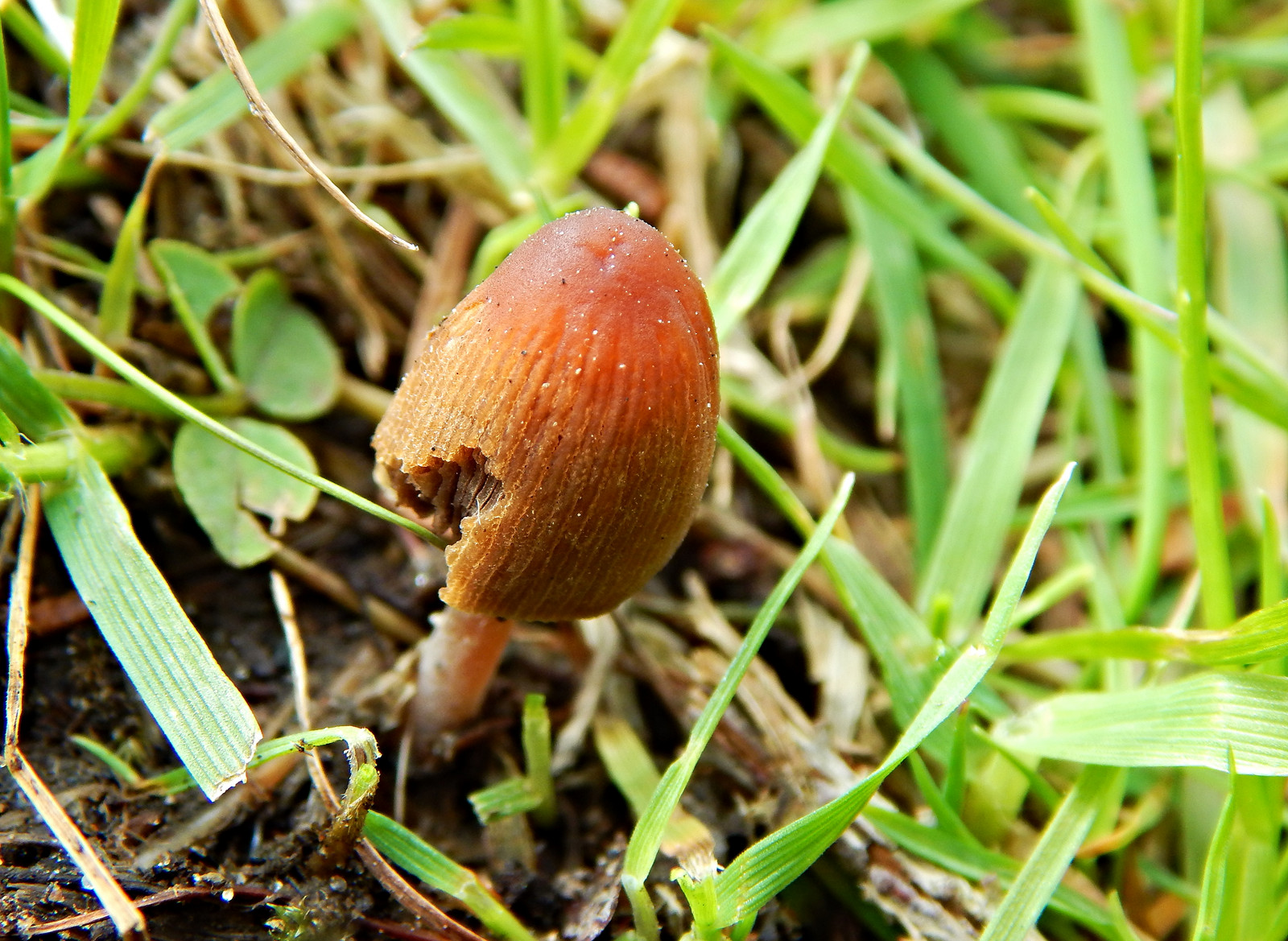 Fondos de pantalla : mundo, salvaje, naranja, verde, naturaleza ...