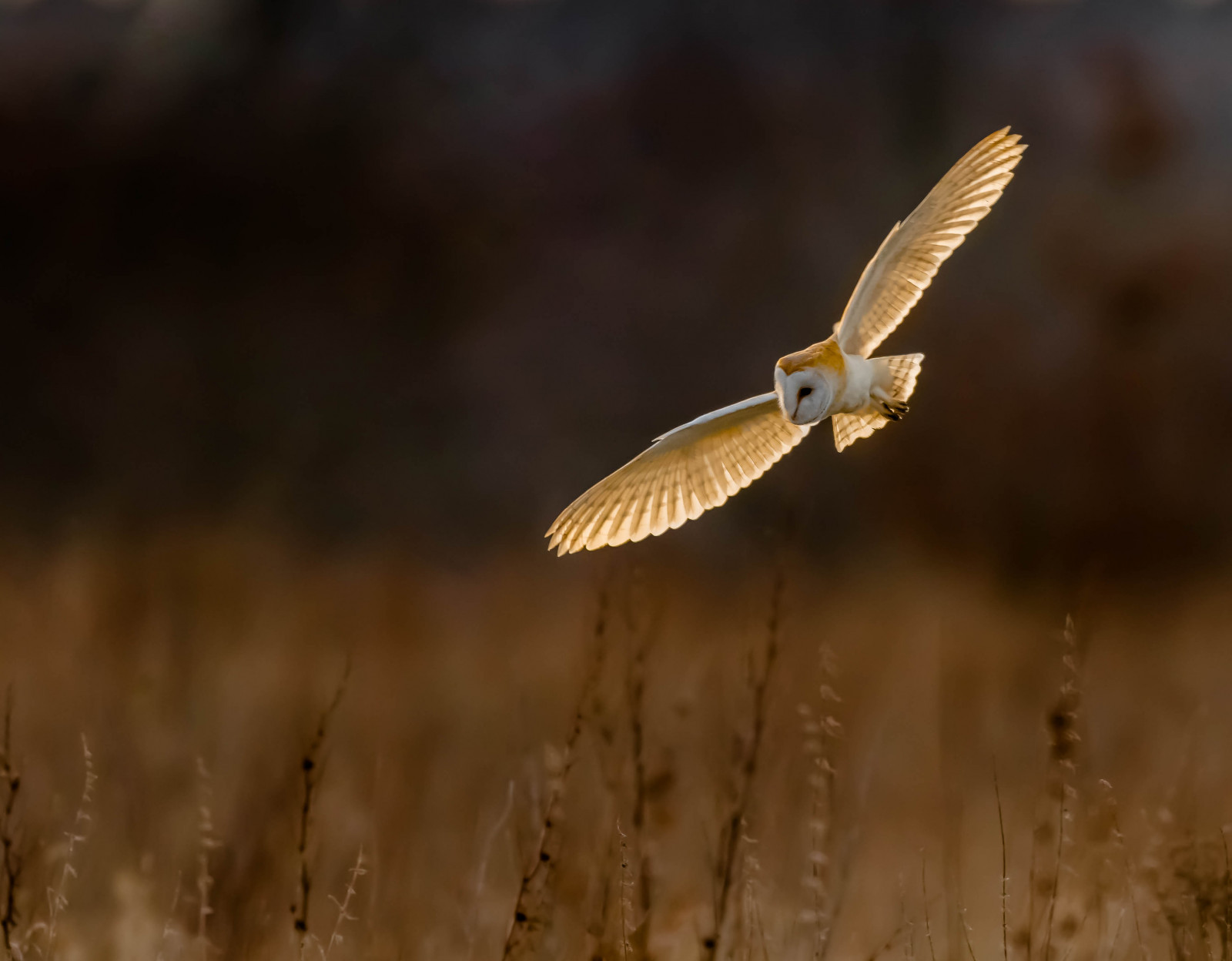 ptactvo, západ slunce, venku, letící, Volně žijících živočichů, oranžový, dravý pták, stodola, sova, zobák, lov, Let, světlo, záře, pták, křídlo, fauna, influenza, močály, Sova pálená