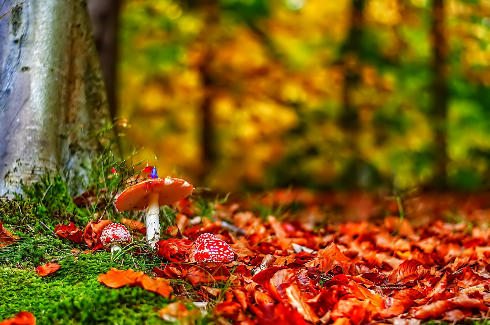 Wallpaper forest, food, tree, autumn, leaf, flower, season, woodland