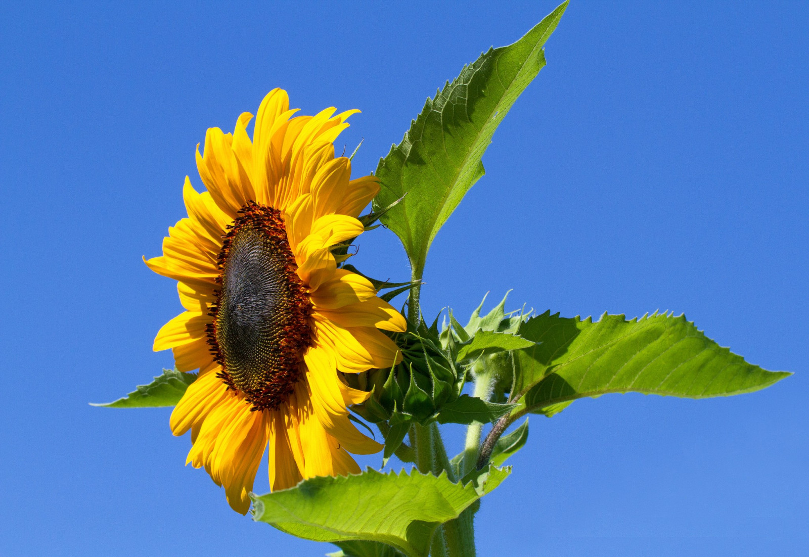 blomster, natur, himmel, Mark, gul, blad, blomst, plante, solsikke, flora, wildflower, botanik, jord plante, blomstrende plante, etårig plante, makrofotografering, stængelplante, daisy familie, nektar, frø solsikke, Kurvblomstordenen