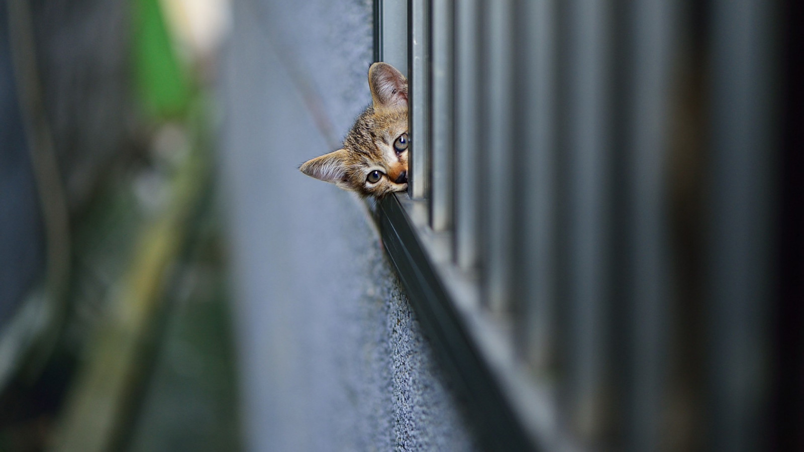 Wallpaper cat, depth of field, wall, branch, wildlife, fence, kittens