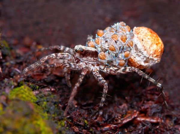 macro,nature,spider,jumping,spiders,lukas
