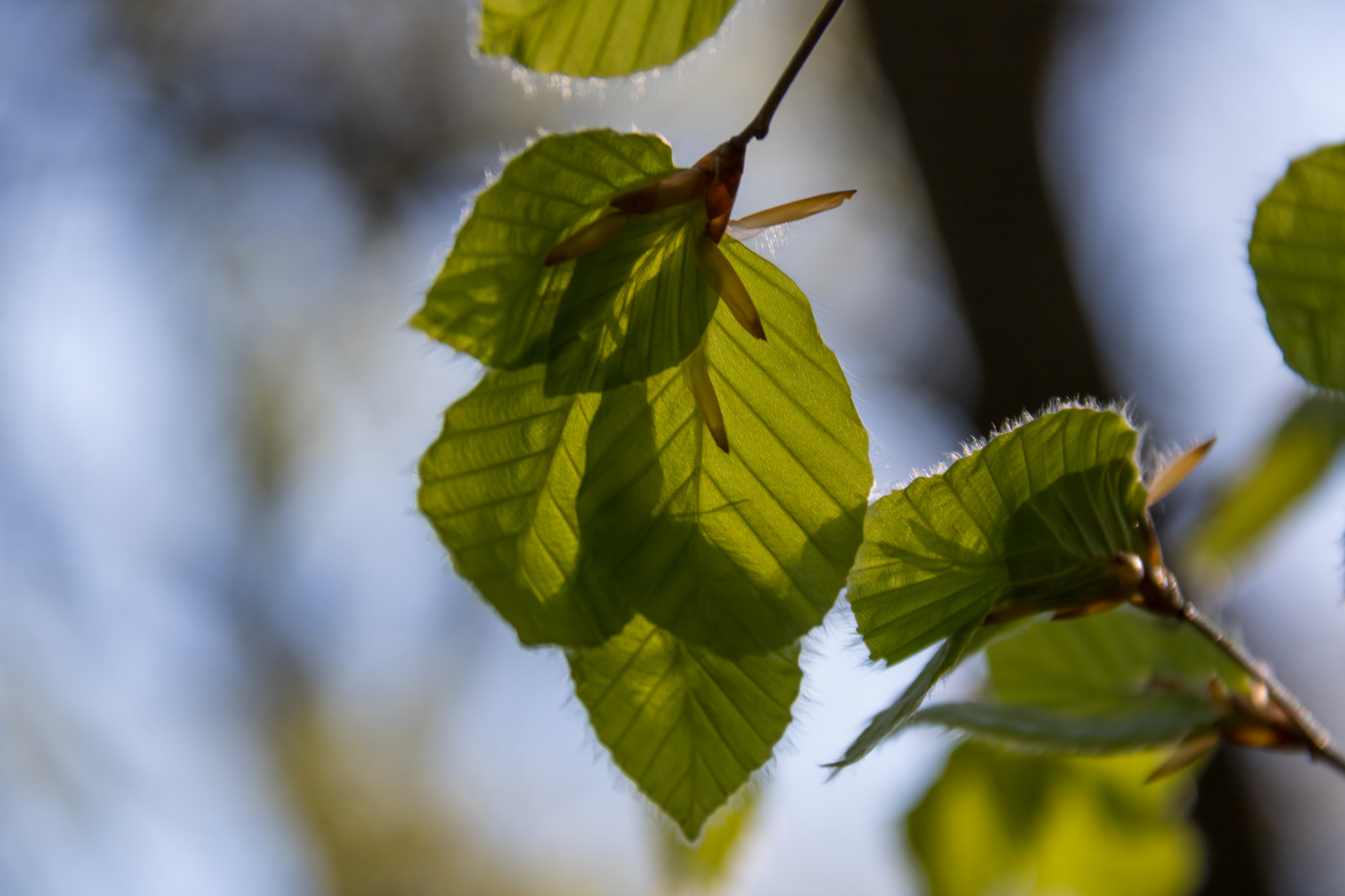 Wallpaper : sunlight, forest, nature, branch, green, yellow, spring ...