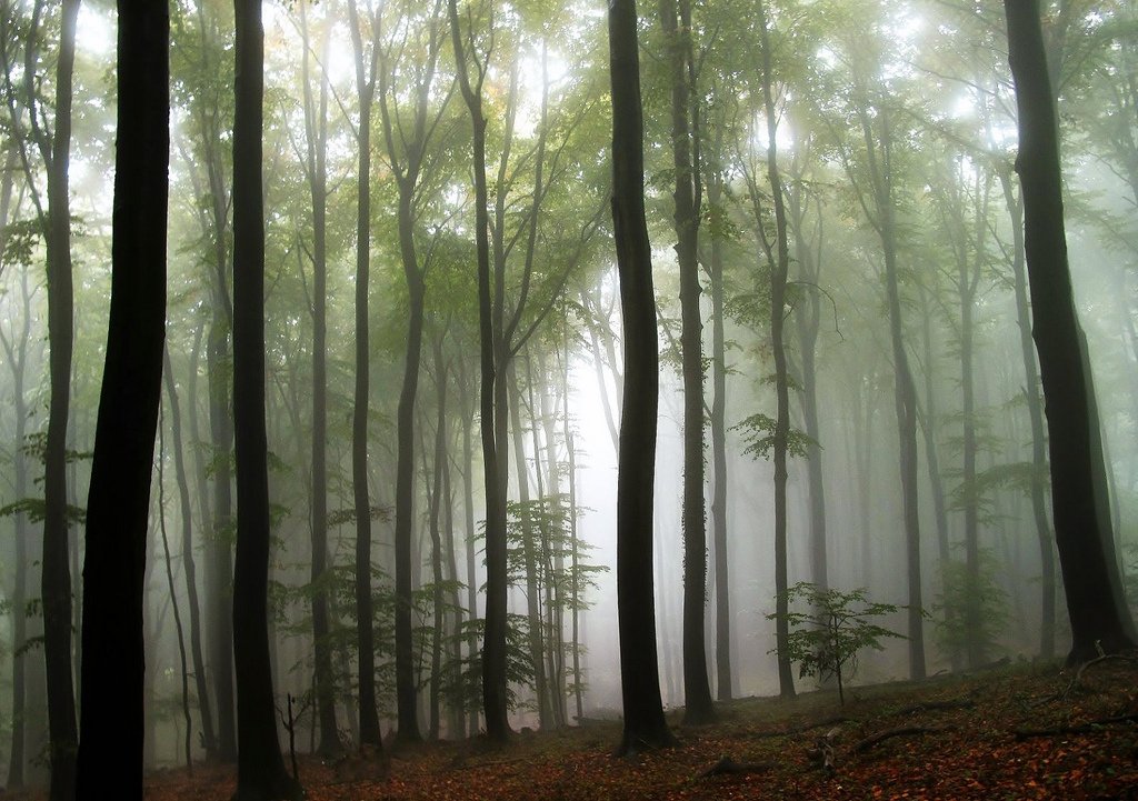 Schwuler Jung Wald Onanieren