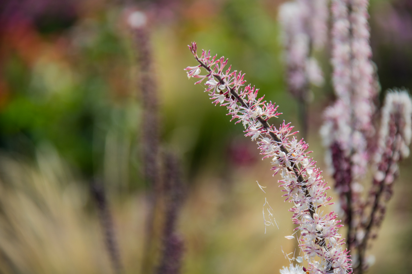 natura, erba, fotografia, brina, lavanda, fiorire, erba, autunno, foglia, fiore, pianta, flora, blomma, Malmo, modello canoneos760d exif, geocountry, Marca fotocamera Canon, Geocity, modello di fotocamera canoneos760d, geostate, geolocalizzazione, Lente exif efs18200mmf3556is, apertura exif 56, exif focalLength 200 millimetri, exif fare canon, exif ISOSPEED 100, katrinetorp, prato, Fiore di campo, botanica, impianto di terra, pianta fiorita, avvicinamento, fotografia macro, famiglia di erba, staminali vegetali