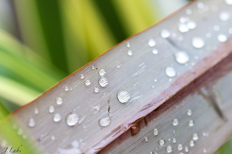 voda, pokles, makro fotografie, zblízka, list, vlhkost