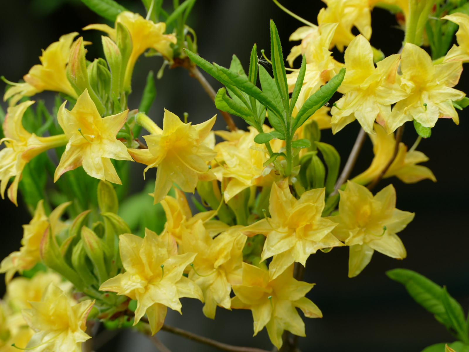 ดอกไม้, สวน, ธรรมชาติ, สีเหลือง, บุปผา, พุ่มไม้, ฤดูใบไม้ผลิ, ดอกไม้, ปลูก, พืช, Newengland, พืชดอก, ไม้พุ่ม, Azaleas, พืชสมุนไพร