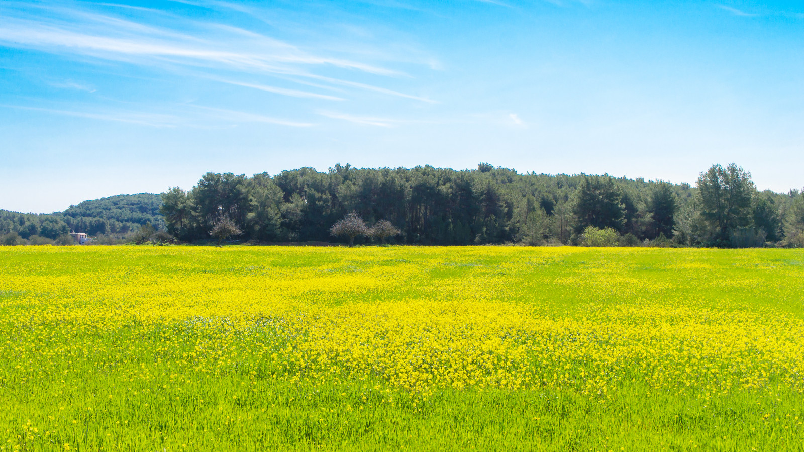 život, cestovat, espana, naturaleza, slunce, horký, flores, květ, primavera, slunce, Příroda, barvy, jádra, krajina, fotografování, ostrovy, jaro, Španělsko, espanha, dosti, slavnost, Sony, natureza, Ferias, paisaje, Paisagem, lindo, viajes, ibiza, vida, Viagem, Hermoso, fotografia, alfa, Eivissa, prázdnin, Islas, Středozemní moře, caliente, Quente, baleares, Ilhas, balearicislands, marmediterraneo, nex, odbarvovat, islasbaleares, Pitiusas, Islaspitiusas, Nexc3