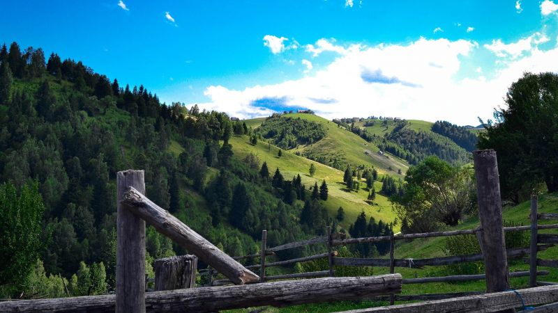 stromy, krajina, les, kopec, Příroda, jezero stromy, krajina, les, kopec, Příroda, jezero