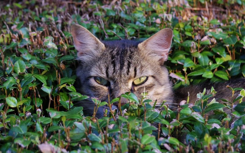 gato,grama,se escondendo,focinho
