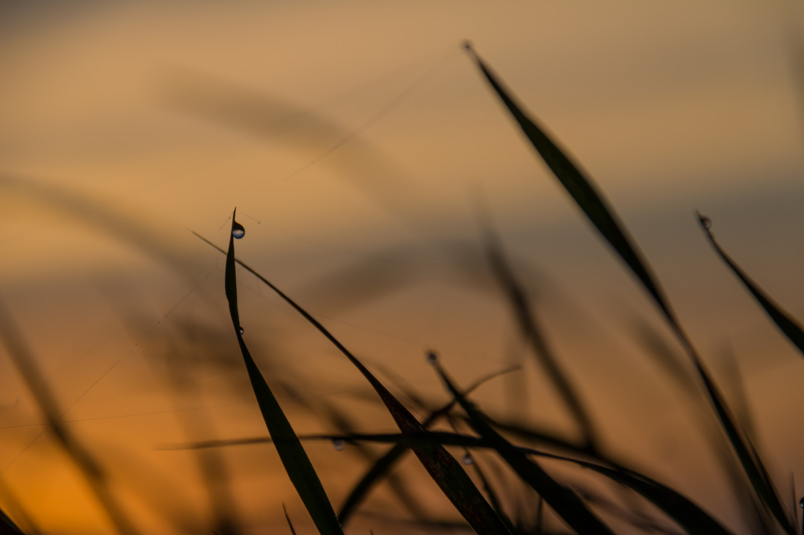 Sonnenlicht, Sonnenuntergang, Wasser, Natur, Betrachtung, Gras, Himmel, Ast, Sonnenaufgang, Abend, Morgen, Wind, Dämmerung, Licht, Wolke, Blatt, Dämmerung, Pflanze, Landschaft, Landschaftlich, Linie, Gr s, Tröpfchen, S dersl tt, Droppe, Schreien, Dunkelheit, Atmosphärisches Phänomen, Atmosphäre der Erde, Nahansicht, Makrofotografie, Grasfamilie, Pflanzenstamm