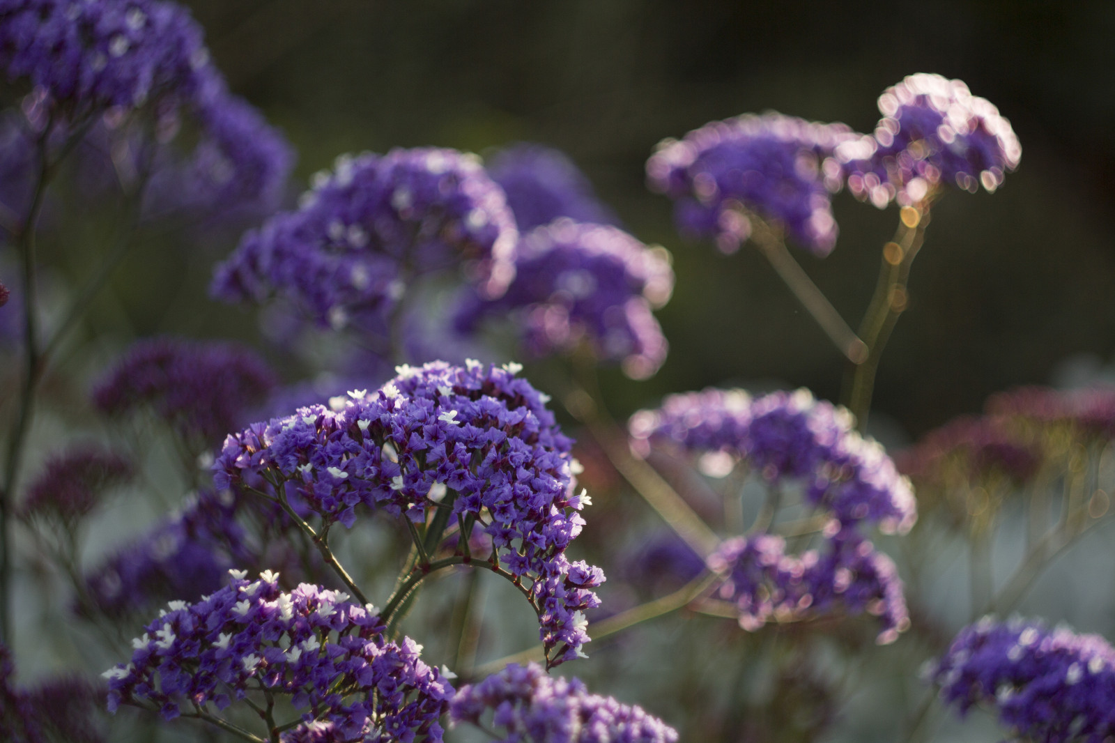 zahrada, Příroda, park, nachový, Kánon, levandule, jaro, Austrálie, Victoria, Melbourne, šeřík, září, 2014, květ, rostlina, flóra, Botanická zahrada, eos, 60d, botanika, kvetoucí rostlina, jednoletá rostlina, botanické, polokeř, angličtina levandule, opylovači, fialová rodina, verbeny, Melbournebotanicgardens, Royalbotanicgardensmelbourne