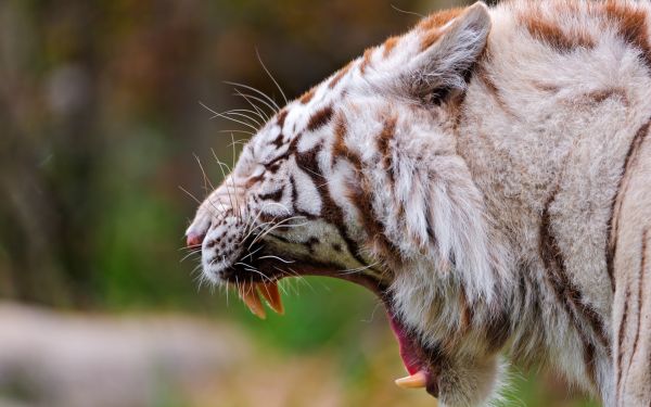 1920x1200 px,Scream,fangs,pattern,predator,roar