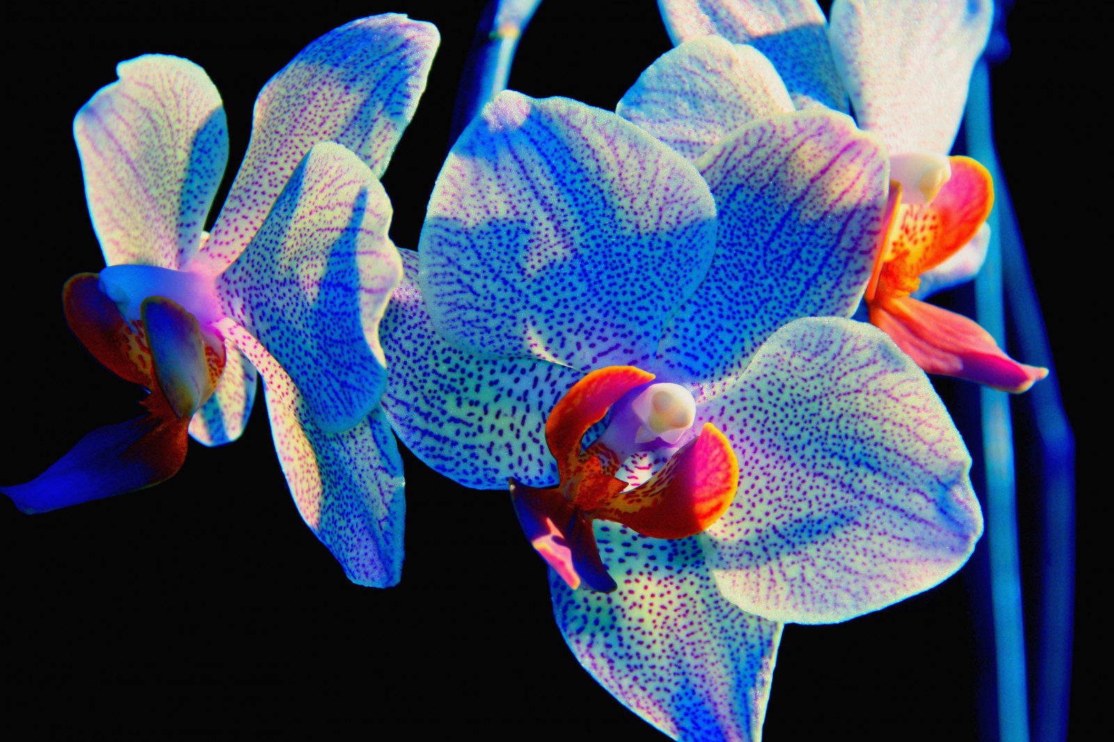 Wallpaper : black, flowers, fish, blue, spring, Cattleya, flower
