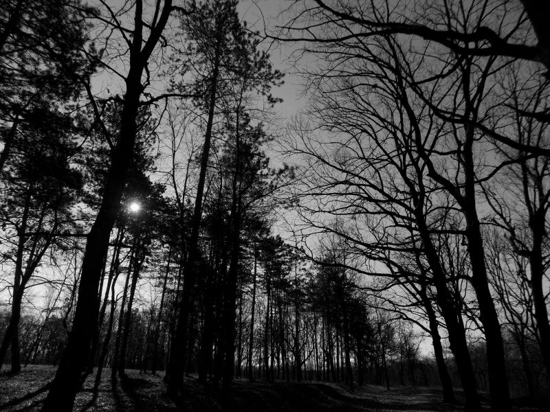 slunečnímu záření, les, černobílý, Příroda, park, zima slunečnímu záření, les, černobílý, Příroda, park, zima
