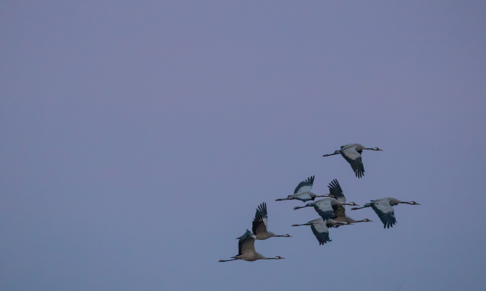 himmel, Flyvningen, fugl, kran, f gel, Trana, pulken, flok, vinge, atmosfære af jord, hvirveldyr, vand fugl, fugletræk, migration dyr, kran fugl
