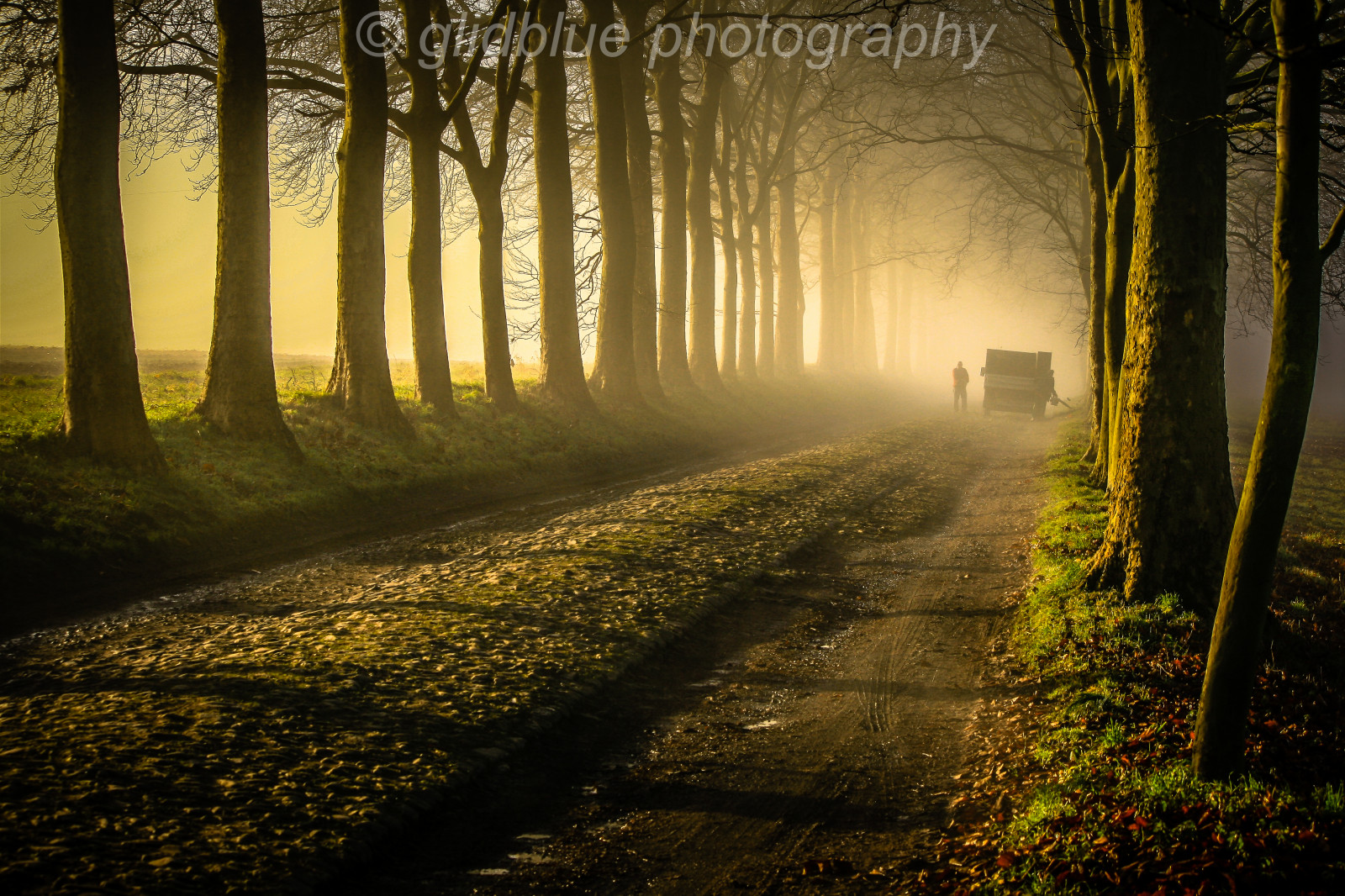 slunečnímu záření, stromy, krajina, les, noc, Příroda, svítání, zelená, večer, ráno, mlha, slunce, Belgie, cesta, paysage, Niebla, světlo, strom, podzim, mlha, list, svítání, rostlina, sezóna, mygearandme, siluety, arboles, elitegalleryaoi, tma, automne, Nebbia, brouillard, bestcapturesaoi, chemin, pruh, arbres, alberi, zálesí, Wallonie, allee, ligne, místo výskytu, přírodní prostředí, atmosférický jev, dřevina, glidblue, aplusphotos, Namur, bluedel, alignement