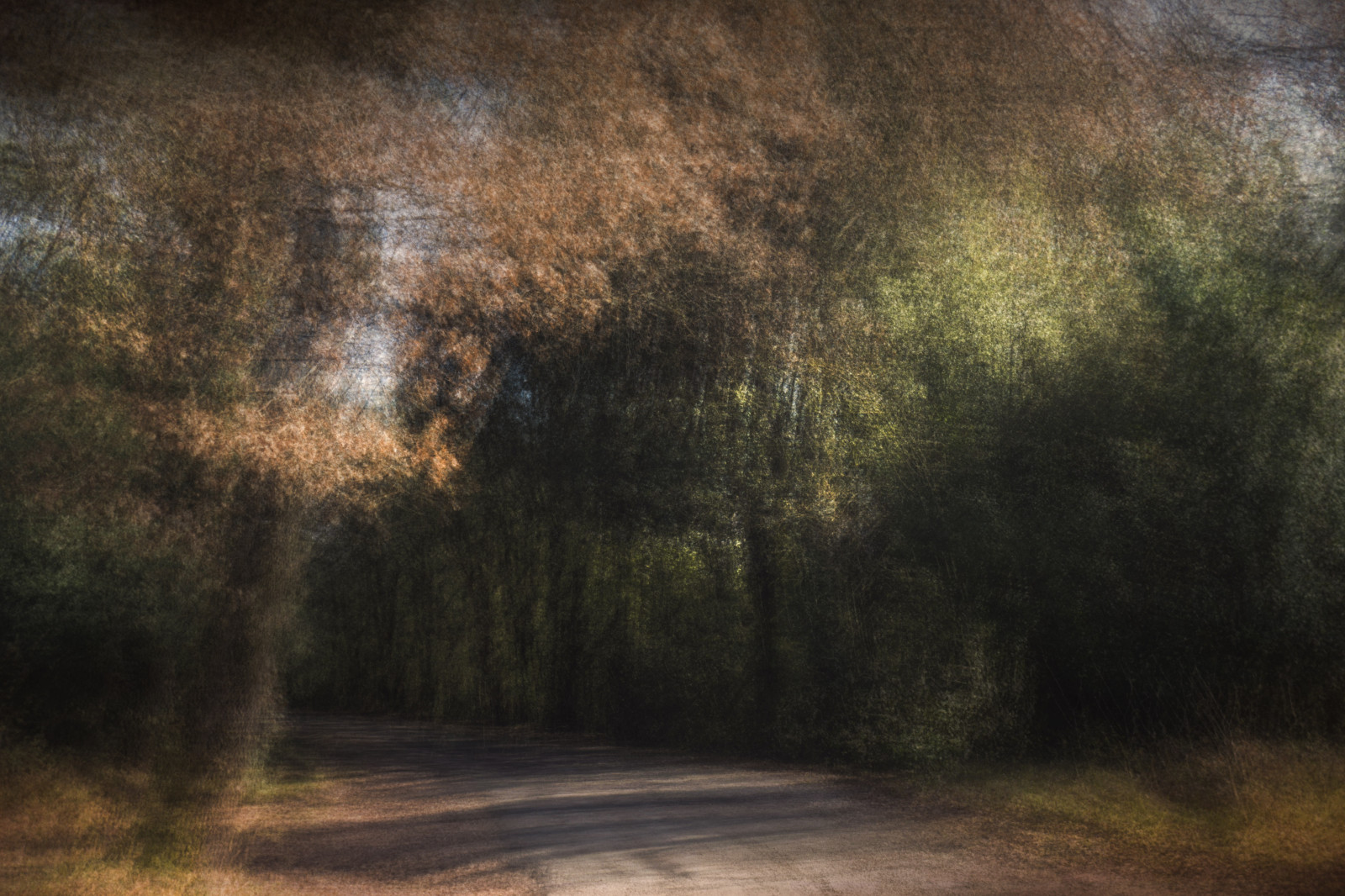 luce del sole, paesaggio, foresta, buio, tramonto, natura, riflessione, erba, Alba, verde, sera, mattina, nebbia, struttura, leggero, nube, albero, autunno, foglia, alba, pianta, stagione, oscurità, Multiplo, alberi, bosco, area rurale, habitat, ambiente naturale, fenomeno atmosferico, sfondo del computer, pianta legnosa, Alessandra, alessandracasini108, alessandracasini, luciombre