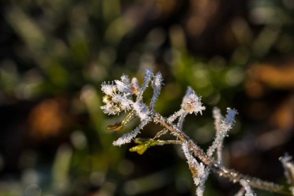 nature,photography,macro,branch,green,cold