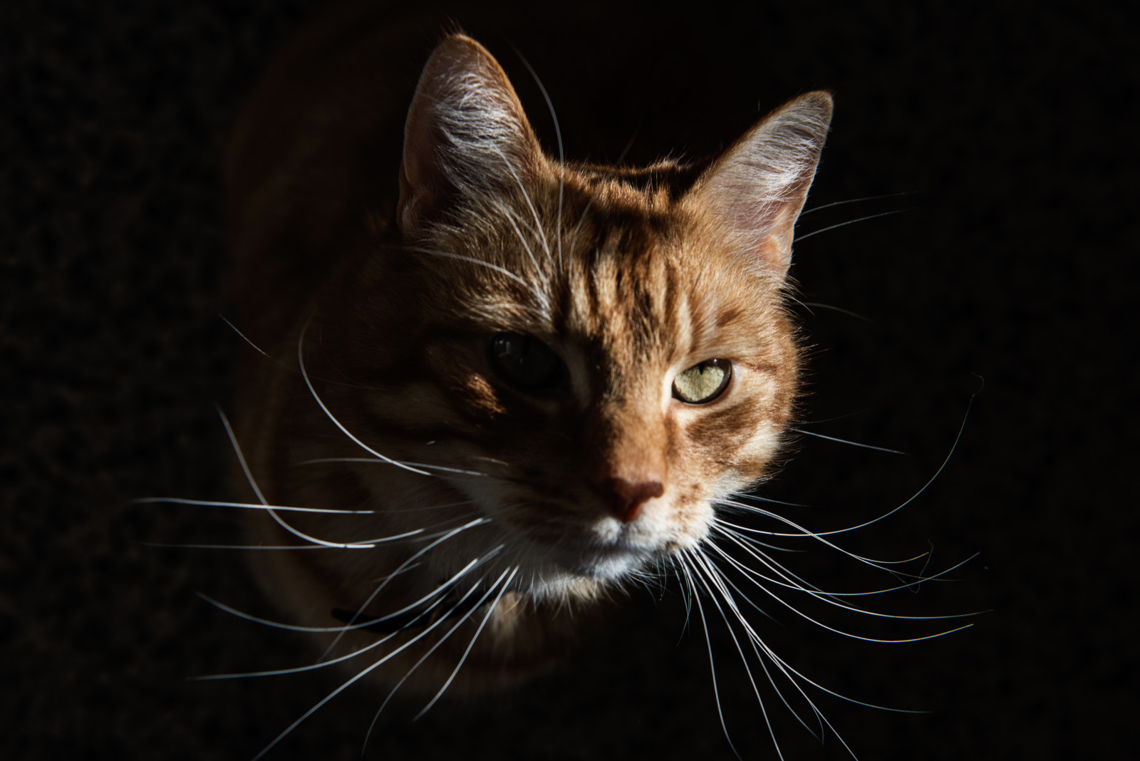 Low Key Cat Example Wallpaper : cat, low, key, light, Sun, day, animal, eye, muzle ...