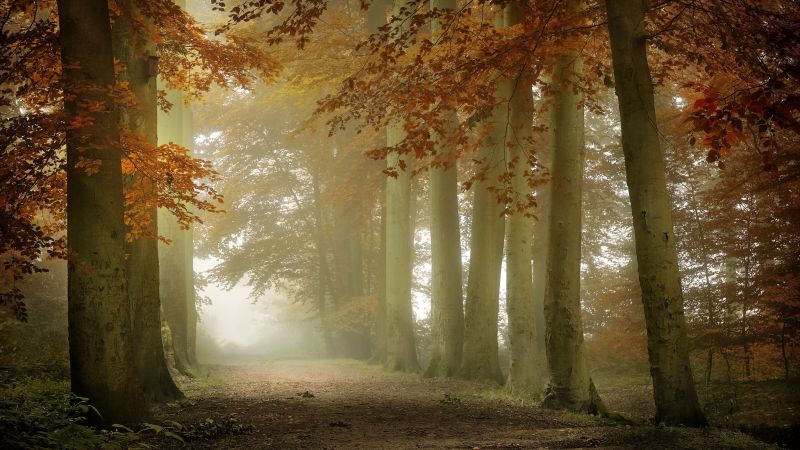 rostlina, atmosféra, People in nature, Natural landscape, přírodní prostředí, dřevo rostlina, atmosféra, People in nature, Natural landscape, přírodní prostředí, dřevo