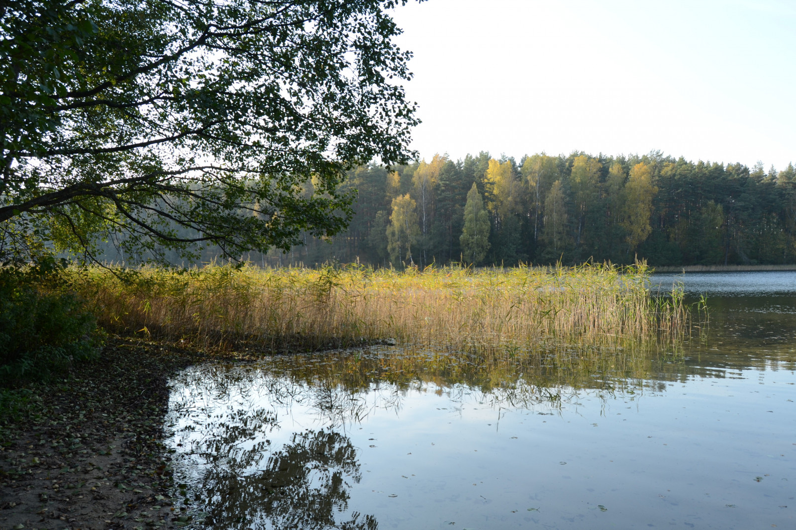 jezero, voda, odraz, řeka, rybník, rákosí, mokřadní, strom, podzim, nádrž, bayou, zálesí, bažina, místo výskytu, přírodní prostředí, vodní, dřevina, ekosystém, tělo z vody, rybník