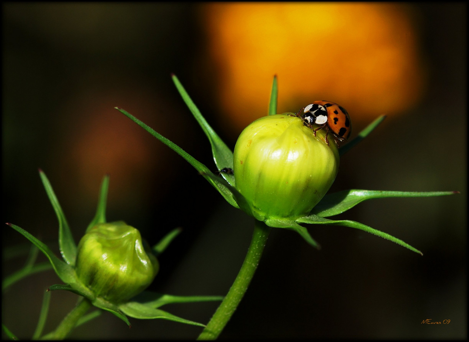 makro, Příroda, detailní, štěnice, hmyz, Illinois, pentax, Brouk, slunéčko sedmitečné, pupeny, hrnec zlata, naturesfinest, sigma105mm, mywinners, K10D, pentaxk10d, anawesomeshot, naturewatcher, buzznbugz, pentaxart