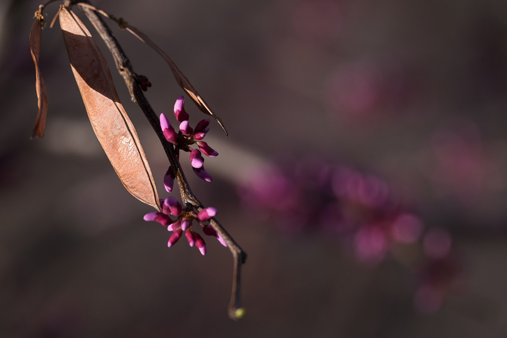 trær, blomster, gren, insekt, cherry Blossom, blomstre, rosa, vår, tre, blomst, anlegg, flora, knopp, mørke, petal, kvist, skrivebordsbakgrunn, nærbilde, makrofotografering, plantestammen, nektar, pollinator, fujifilmxt1, redbud, fujinonxf55200mmf3548rlmois, outsidework, stock photography