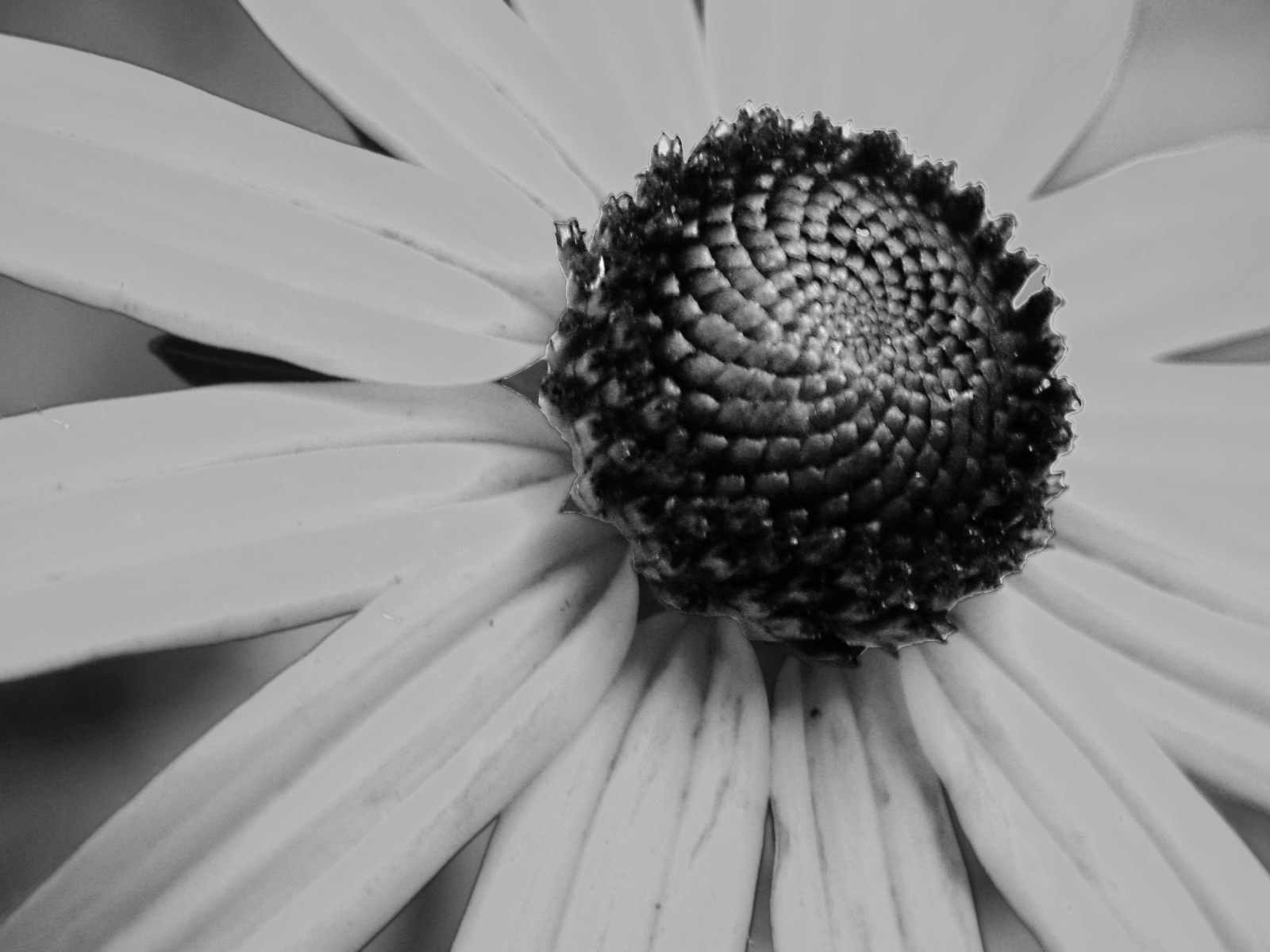 Wallpaper flowers, wild, summer, blackandwhite, flower, green, yellow