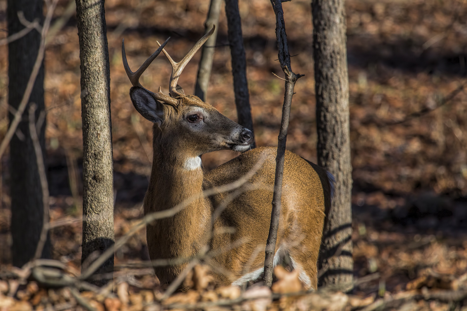 Sfondi : natura, fauna, mammifero, Cervo dalla coda bianca, terrestrial
