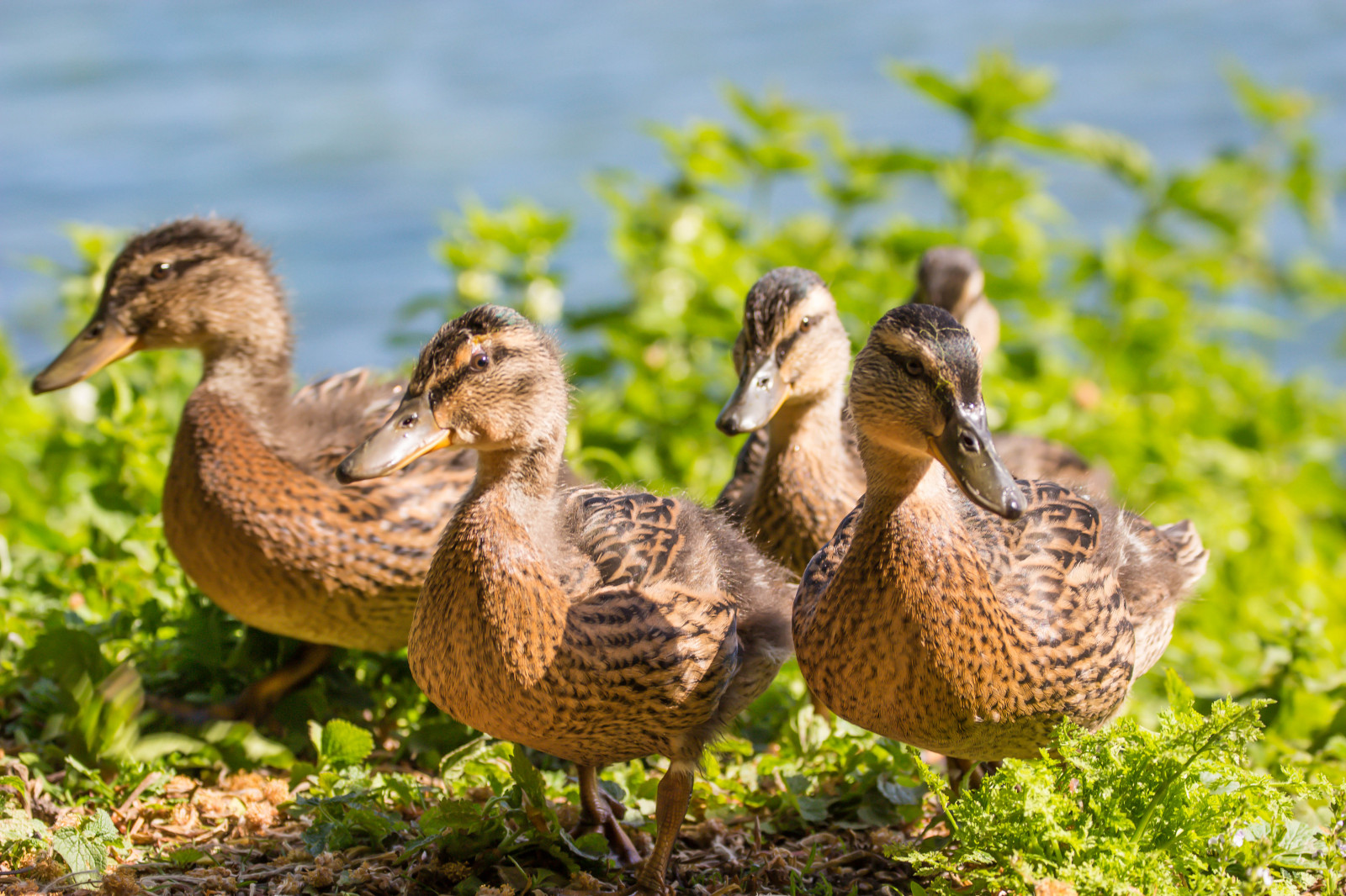 Volně žijících živočichů, kachna, husa, zobák, divoká kachna, pták, Malmo, Pildammsparken, f gel, Kamera aby kánon, geolocation, EXIF otvor 56, exif aby kánon, EXIF isospeed 100, exif focallength 120mm, EXIF ef70300mmf456lisusm čočka, kachňátko, Model fotoaparátu canoneos100d, exif modelu canoneos100d, fauna, prérie, vodní ptáci, obratlovců, vodní pták, kachen, hus a labutě, drůbež