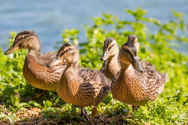 wildlife,duck,goose,beak,bird,mallard